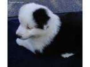 Australian Shepherd Puppy for sale in Stanfield, NC, USA
