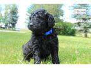 Labradoodle Puppy for sale in Bozeman, MT, USA