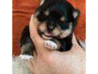 Pomeranian Puppy for sale in Statesville, NC, USA