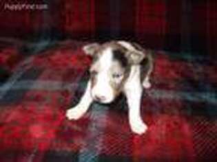 Shetland Sheepdog Puppy for sale in Pomona, MO, USA