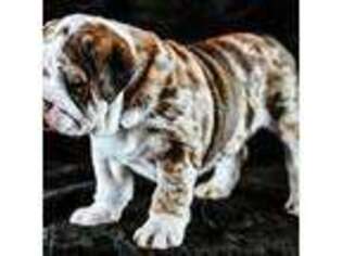 Bulldog Puppy for sale in Wallingford, KY, USA