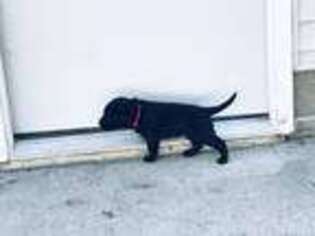 Labrador Retriever Puppy for sale in Delmar, MD, USA