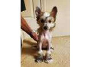 Chinese Crested Puppy for sale in Loganville, GA, USA