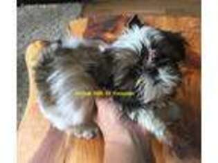 Mutt Puppy for sale in Menomonie, WI, USA