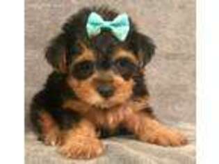 Yorkshire Terrier Puppy for sale in Sharon, KS, USA