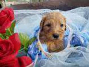 Goldendoodle Puppy for sale in Riggins, ID, USA