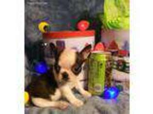 Boston Terrier Puppy for sale in New London, MO, USA