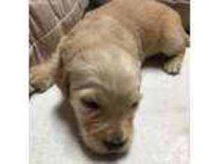 Goldendoodle Puppy for sale in BEDFORD, IN, USA