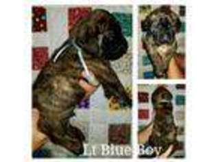 Mastiff Puppy for sale in Tell City, IN, USA