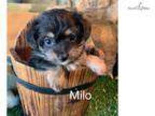 Chorkie Puppy for sale in Fort Worth, TX, USA