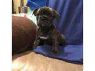 Olde English Bulldogge Puppy for sale in West Islip, NY, USA