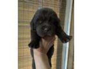 Newfoundland Puppy for sale in Siler City, NC, USA