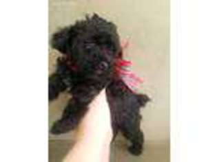 Mutt Puppy for sale in Colonial Heights, VA, USA