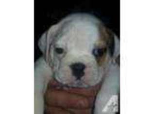 Bulldog Puppy for sale in HILLSBORO, OH, USA
