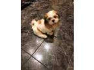 Mutt Puppy for sale in Bellmore, NY, USA