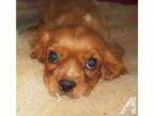 Cavalier King Charles Spaniel Puppy for sale in DAYTON, OH, USA