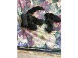 Rottweiler Puppy for sale in Ashburn, GA, USA