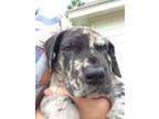 Great Dane Puppy for sale in DEER PARK, TX, USA