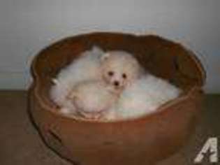 Pomeranian Puppy for sale in DANIA, FL, USA