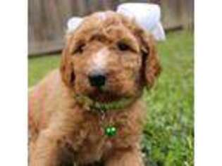 Goldendoodle Puppy for sale in Oakdale, LA, USA