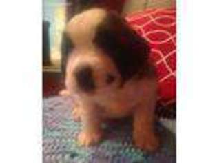 Saint Bernard Puppy for sale in Trilla, IL, USA