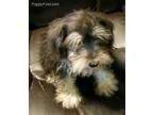 Mutt Puppy for sale in Moody, TX, USA