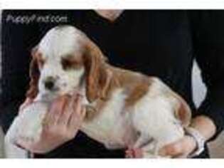 Cavalier King Charles Spaniel Puppy for sale in Quakertown, PA, USA