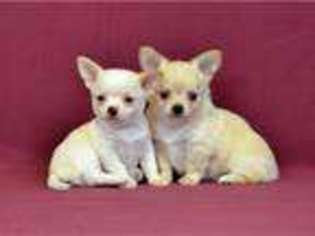 Chihuahua Puppy for sale in PURCELLVILLE, VA, USA