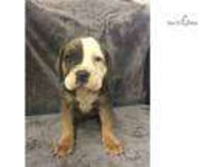 Olde English Bulldogge Puppy for sale in Eau Claire, WI, USA