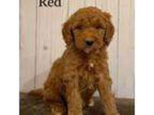 Mutt Puppy for sale in Sturbridge, MA, USA