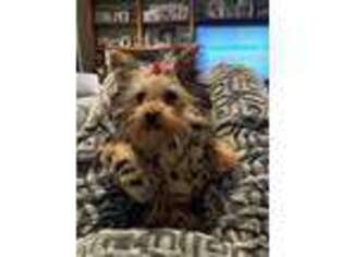 Yorkshire Terrier Puppy for sale in Lebanon, TN, USA