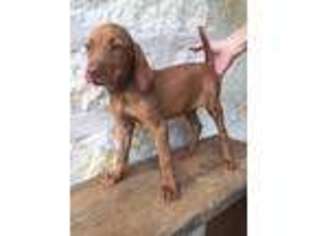 Vizsla Puppy for sale in George West, TX, USA