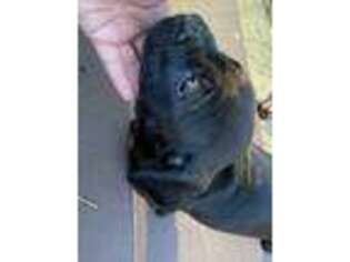 Cane Corso Puppy for sale in Aiken, SC, USA