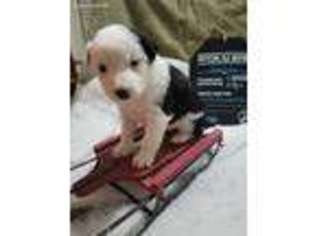 Border Collie Puppy for sale in Davisburg, MI, USA