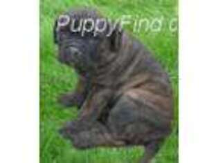 Cane Corso Puppy for sale in Salt Lake City, UT, USA
