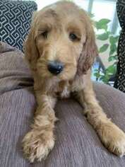 Goldendoodle Puppy for sale in Spring Grove, IL, USA