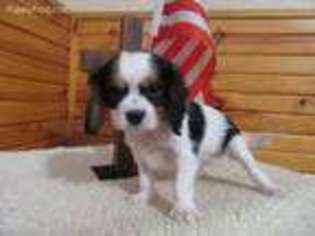 Cavalier King Charles Spaniel Puppy for sale in Mountain Grove, MO, USA