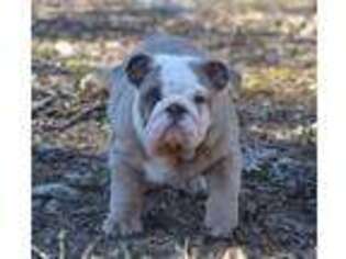 Bulldog Puppy for sale in Ash Flat, AR, USA