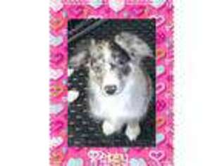 Australian Shepherd Puppy for sale in Stoutsville, MO, USA