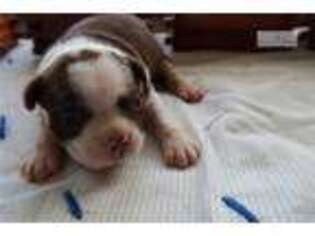 Boston Terrier Puppy for sale in Kalamazoo, MI, USA
