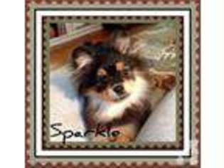 Pomeranian Puppy for sale in WILLISTON, FL, USA