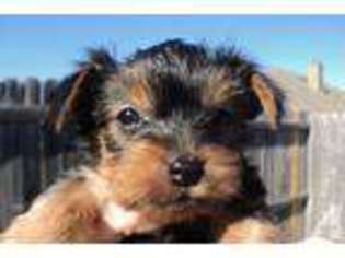 Yorkshire Terrier Puppy for sale in ROCKWALL, TX, USA