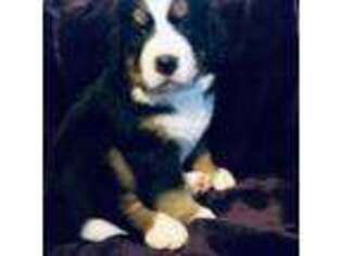 Bernese Mountain Dog Puppy for sale in Cuba, NY, USA