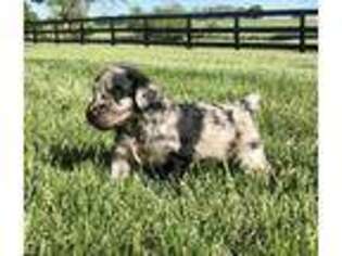 Mutt Puppy for sale in New Salem, IL, USA