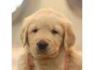 Golden Retriever Puppy for sale in Brentwood, CA, USA