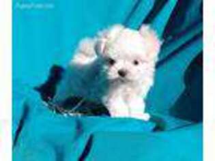 Maltese Puppy for sale in Laguna, NM, USA