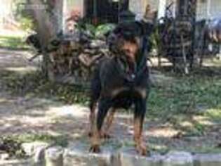 Rottweiler Puppy for sale in Springtown, TX, USA
