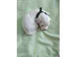 Coton de Tulear Puppy for sale in King George, VA, USA