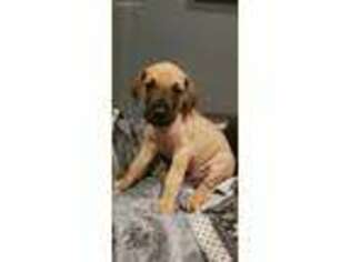 Great Dane Puppy for sale in Burlington, WA, USA
