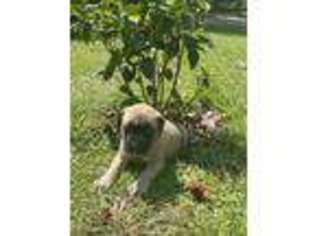 Mastiff Puppy for sale in Raeford, NC, USA